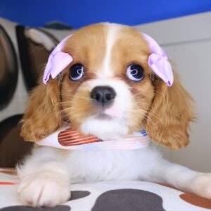 Ronda Cavalier King Charles Spaniel 01 Ronda Cavalier King Charles Spaniel 01
