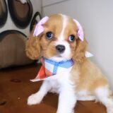 Ronda Cavalier King Charles Spaniel 02