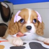 Ronda Cavalier King Charles Spaniel 03