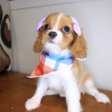 Ronda Cavalier King Charles Spaniel 04
