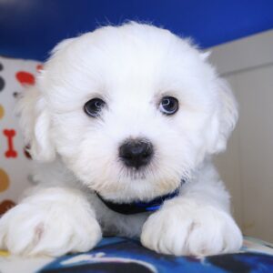 Ruff Teddy Bear 01 Ruff Teddy Bear 01