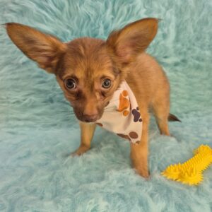 Sandstorm Chihuahua 01 Sandstorm Chihuahua 01