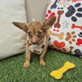 Sandstorm Chihuahua 03