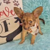 Sandstorm Chihuahua 04