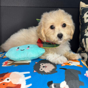 Sawyer Bichapoo 01 Sawyer Bichapoo 01