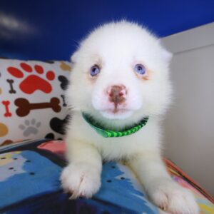 Shabs Pomsky 01 Shabs Pomsky 01