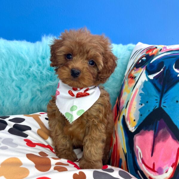 Snappy Goldendoodle 01