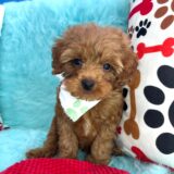 Snappy Goldendoodle 02
