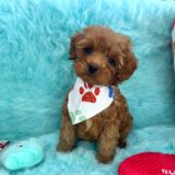 Snappy Goldendoodle 03