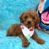 Snappy Goldendoodle 04
