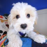 Snoozles Maltipoo 01