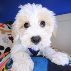 Snoozles Maltipoo 01 Snoozles Maltipoo 01