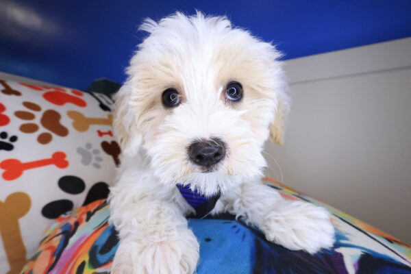 Snoozles Maltipoo 01