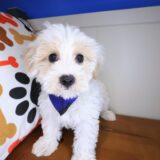 Snoozles Maltipoo 02