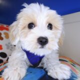 Snoozles Maltipoo 03