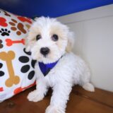 Snoozles Maltipoo 04
