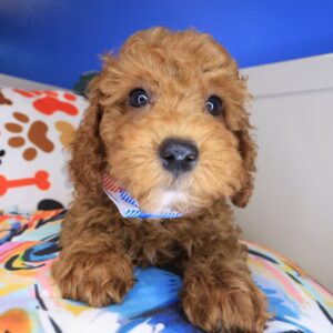 Stryker Poodle 01 Stryker Poodle 01