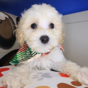 Stump Cavapoo 01 Stump Cavapoo 01