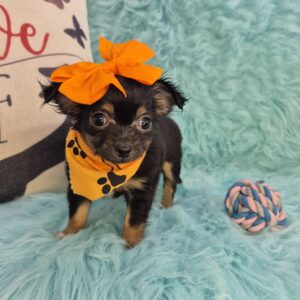 Stumpy Chihuahua 01