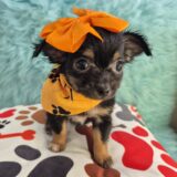 Stumpy Chihuahua 04