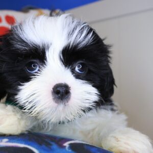 Sydney Shih Tzu 01 Sydney Shih Tzu 01