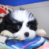 Sydney Shih Tzu 04