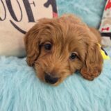 Taka Goldendoodle 02