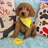Taka Goldendoodle 04