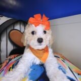 Tallulah Bichapoo 01