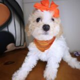 Tallulah Bichapoo 03