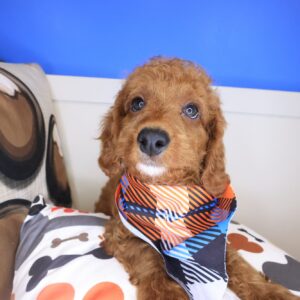 Tater Poodle 01 Tater Poodle 01
