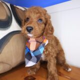 Tater Poodle 02