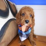 Tater Poodle 03