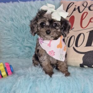 Taycee Cavapoo 01 Taycee Cavapoo 01