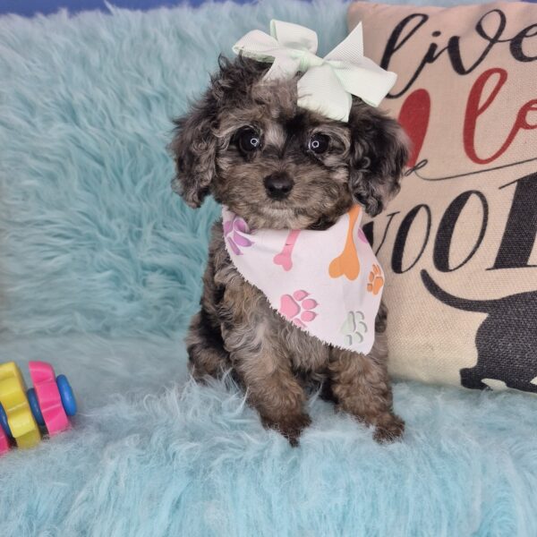 Taycee Cavapoo 01