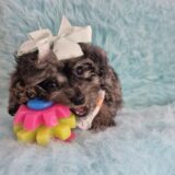 Taycee Cavapoo 02