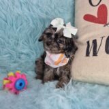 Taycee Cavapoo 04