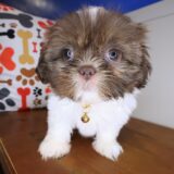 Tiana Shih Tzu 01