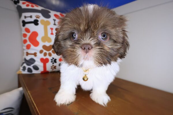 Tiana Shih Tzu 01