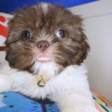 Tiana Shih Tzu 02