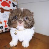 Tiana Shih Tzu 03