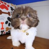Tiana Shih Tzu 04