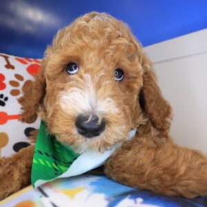 Tiger Goldendoodle 01 Tiger Goldendoodle 01