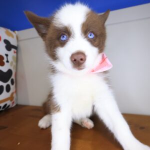Toffee Pomsky 01 Toffee Pomsky 01
