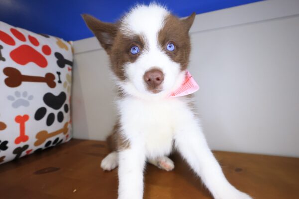 Toffee Pomsky 01