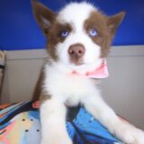 Toffee Pomsky 02