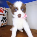 Toffee Pomsky 03