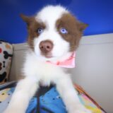 Toffee Pomsky 04