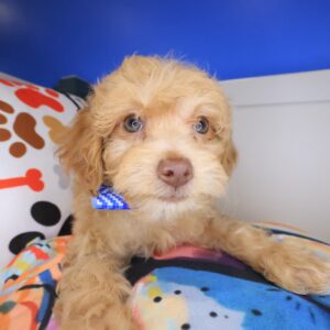 Tofu Maltipoo 01 Tofu Maltipoo 01