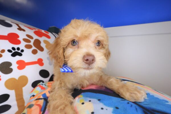 Tofu Maltipoo 01